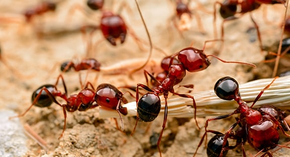 Fire Ant Abatement 