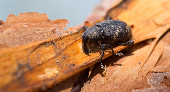 Pine Bark Beetle Management