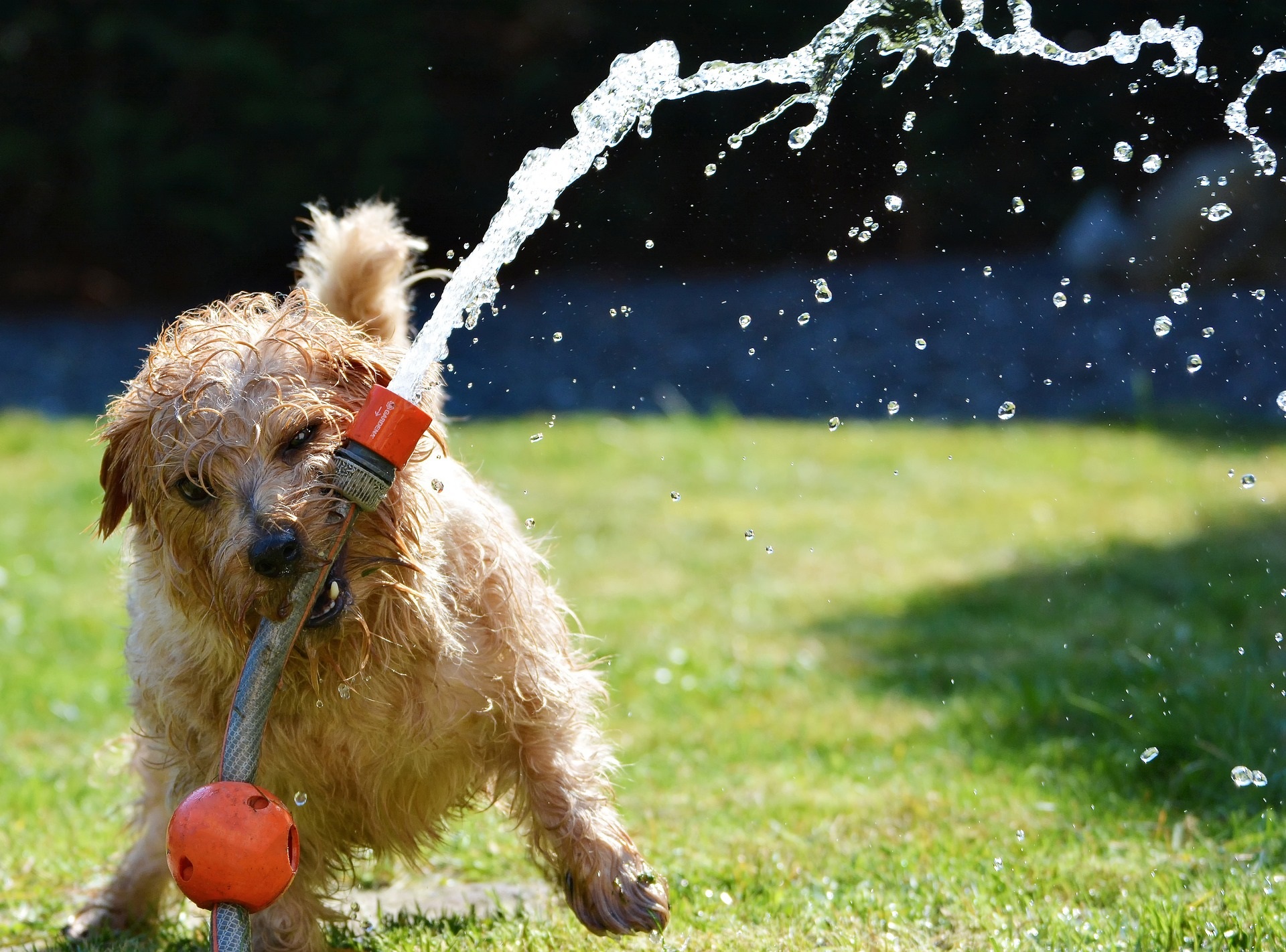 Keeping your lawn and plants healthy and happy during the hot summer months – they need water.