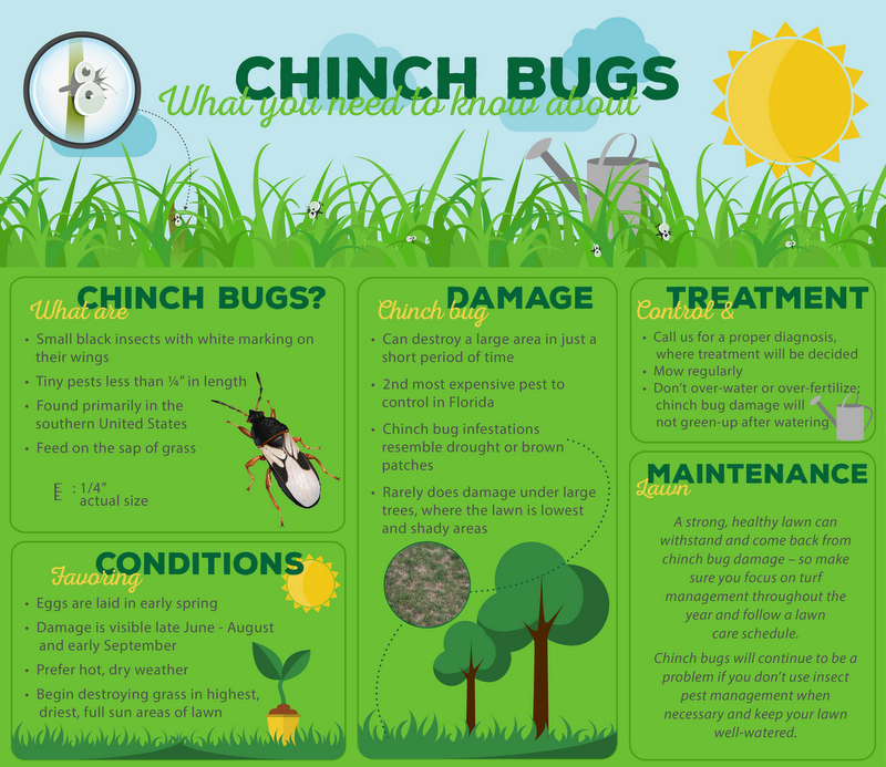 Southern Chinch Bugs – How to get rid of them and Keep your Lawn Green